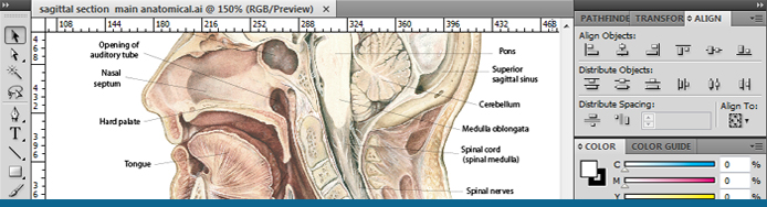Medical Illustration